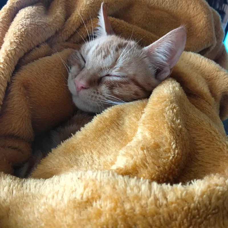 Petsitting with Mathilde — Katzenpension in Zürich, Zürich. Bewertung 5.0/5.