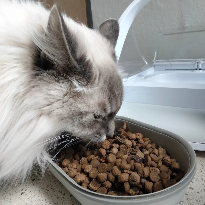 Petsitting with Mathilde — Katzenpension, Zürich, Zürich. Foto 3