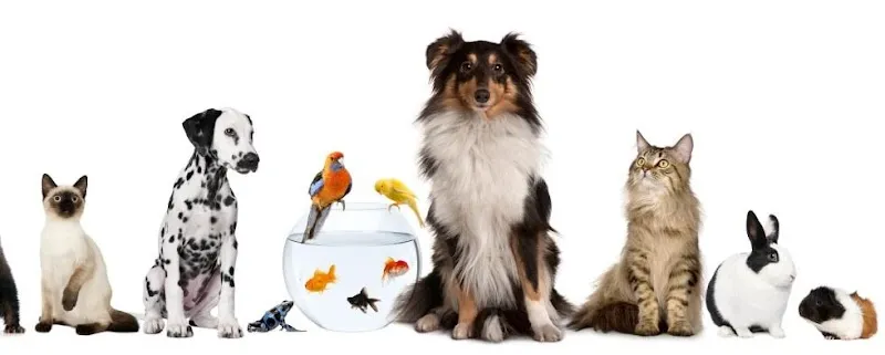 Petsitting.One — Katzenpension, Horgen, Zürich. Foto 2