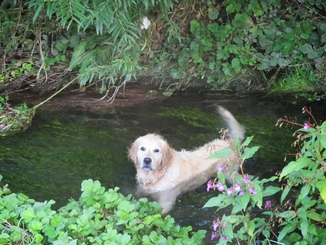 Pfoetchendienst in Winterthur/ Umgebung — Katzenpension in Winterthur, Zürich. Bewertung 5.0/5.