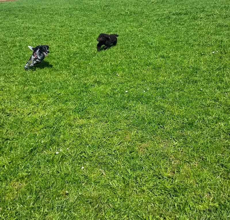 Pfoetchendienst in Winterthur/ Umgebung — Katzenpension, Winterthur, Zürich. Foto 2