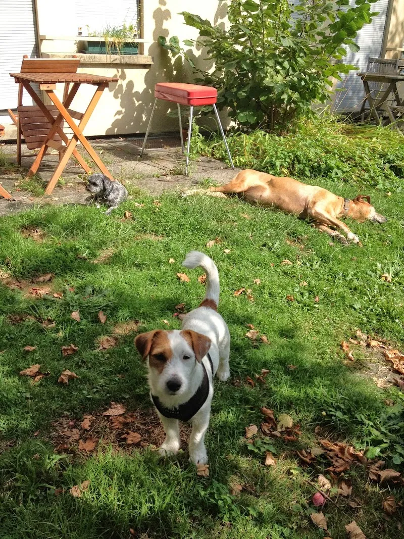 Pfoetchendienst in Winterthur/ Umgebung — Katzenpension, Winterthur, Zürich. Foto 3