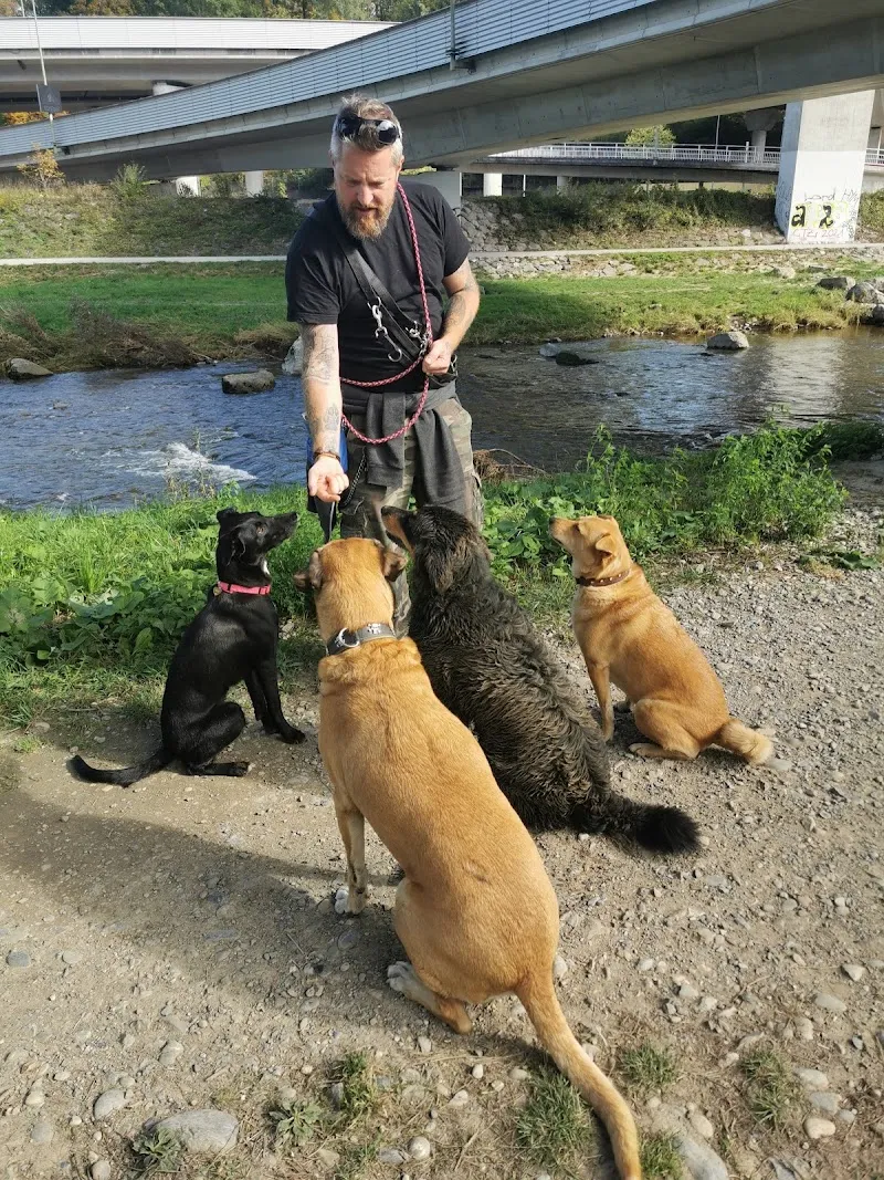 Pfötli Oase — Katzenpension in Dietikon, Zürich. Bewertung 5.0/5.