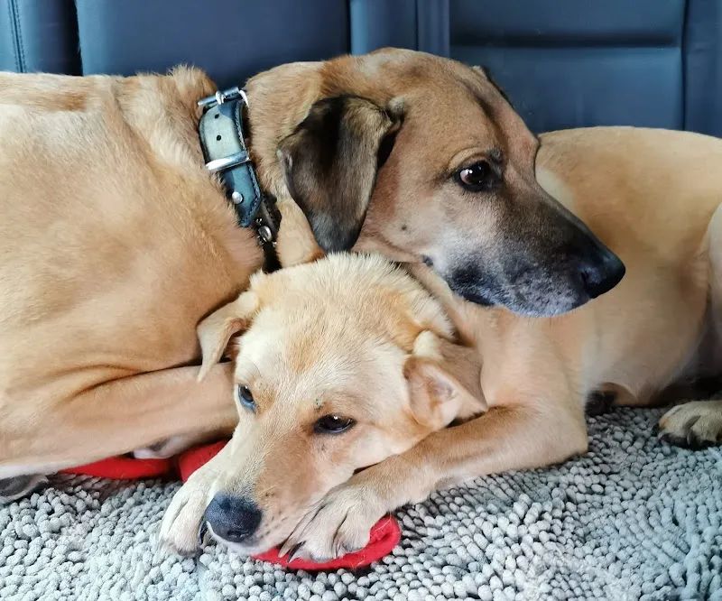 Pfötli Oase — Pension pour chats, Dietikon, Zurich. Foto 2