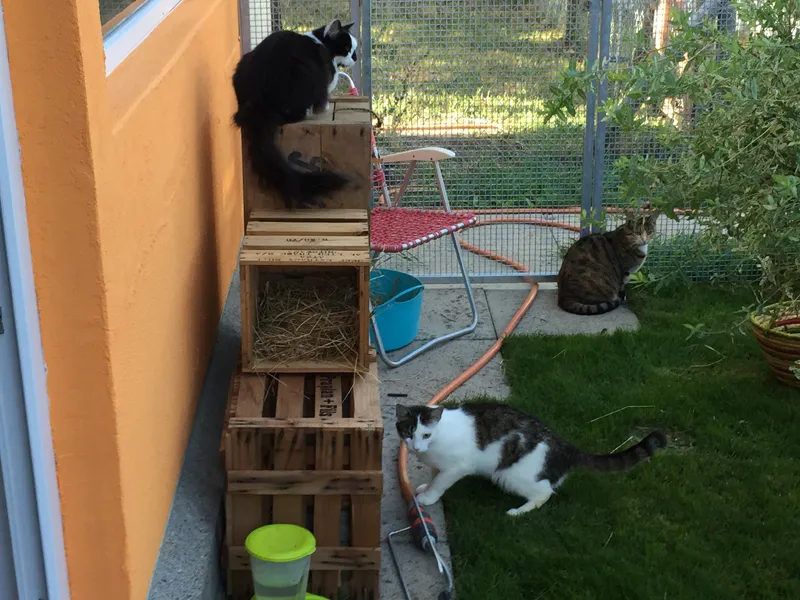 Pfötlipension Ossingen — Katzenpension, Ossingen, Zürich. Foto 3