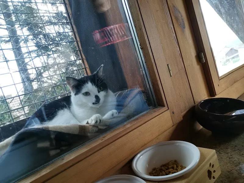 Pinta's Katzenpfötli Pension — Katzenpension in Besenbüren, Aargau. Bewertung 5.0/5.