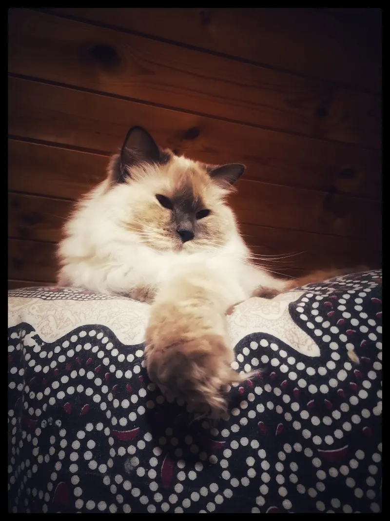 Pinta's Katzenpfötli Pension — Pension pour chats, Besenbüren, Argovie. Foto 2