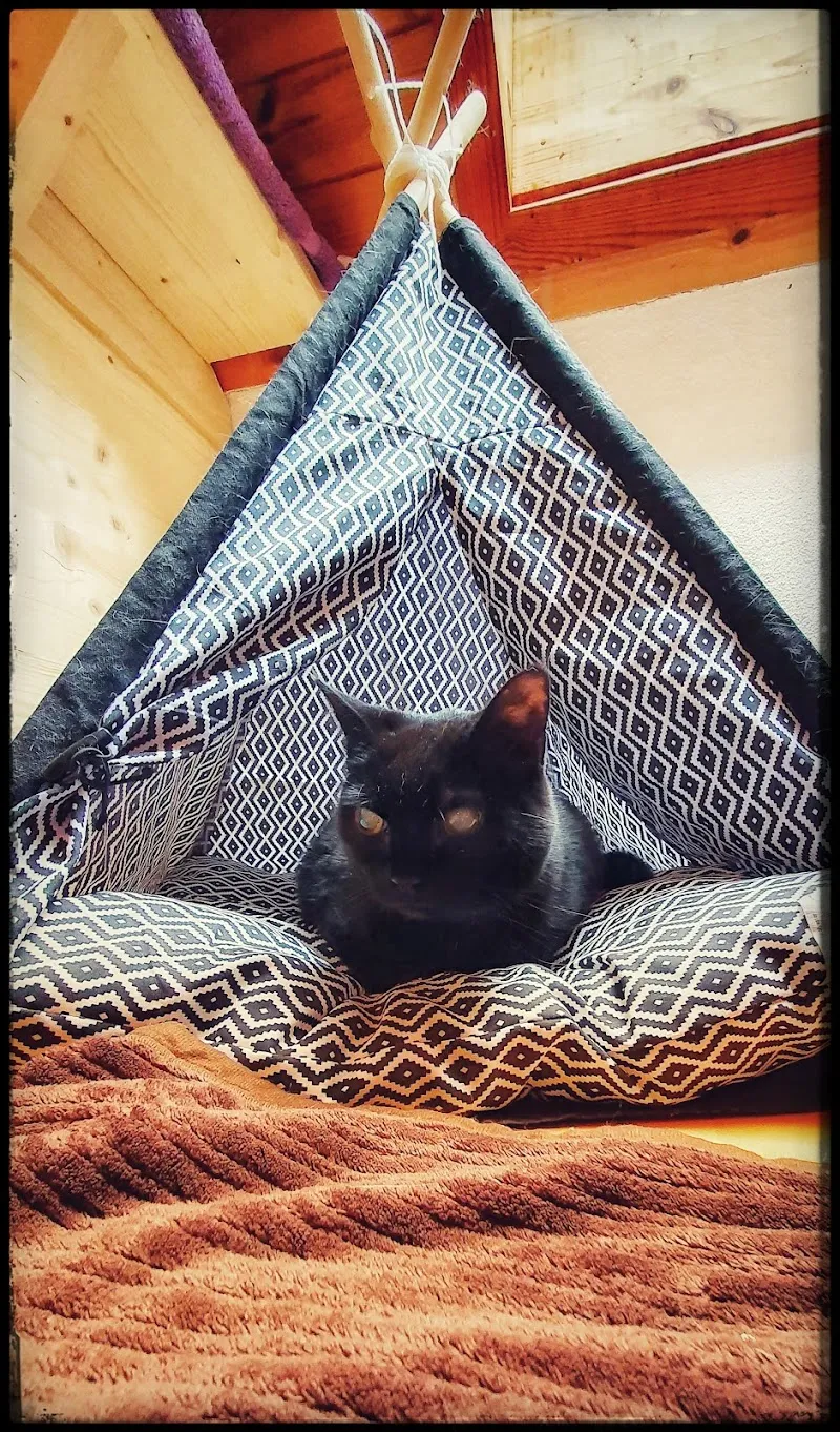 Pinta's Katzenpfötli Pension — Pension pour chats, Besenbüren, Argovie. Foto 3