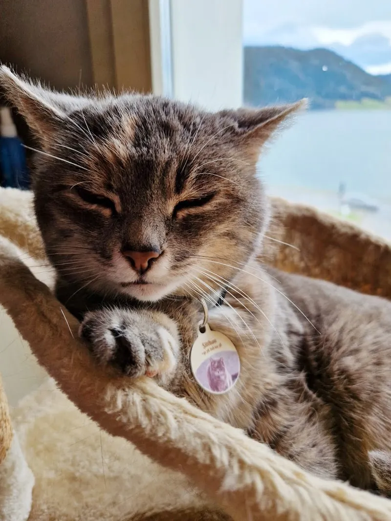 Puy Cat Sitter — Katzenpension in Oberägeri, Zug. Bewertung 5.0/5.