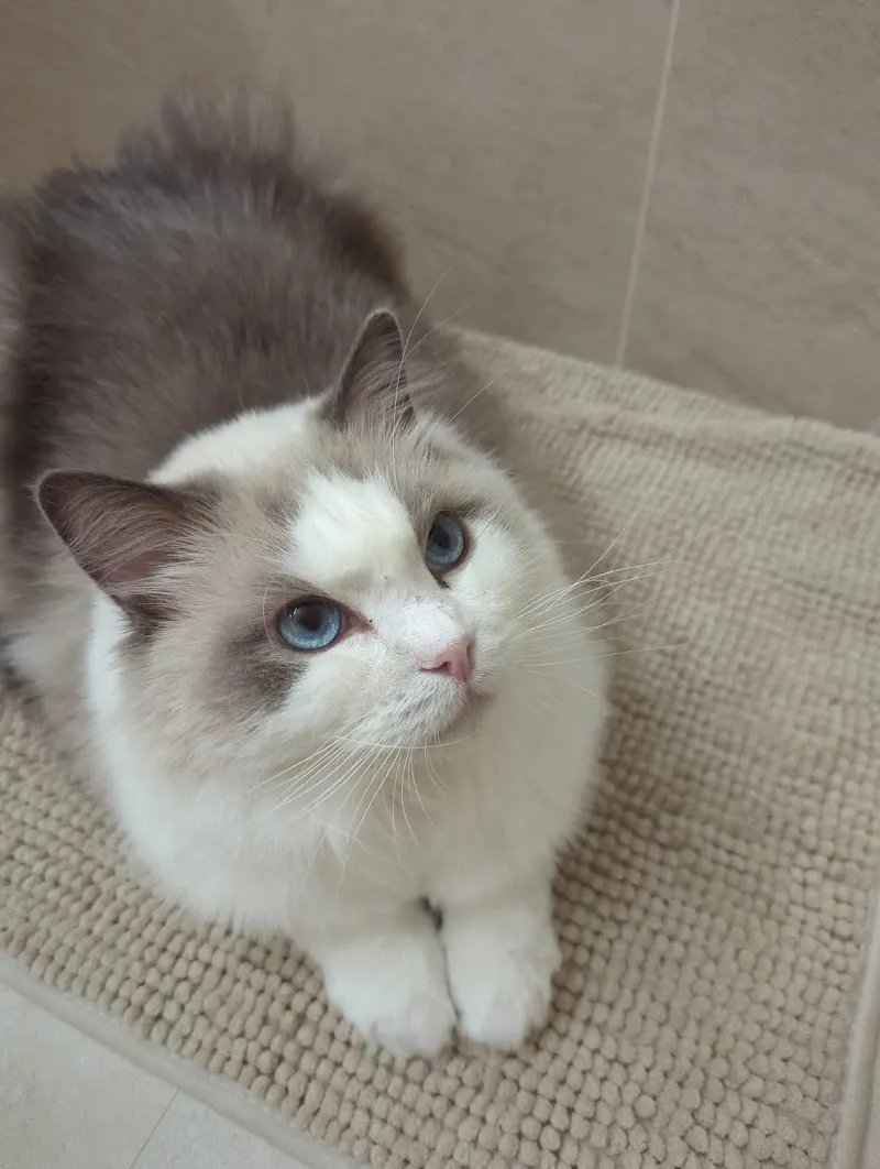 Puy Cat Sitter — Katzenpension, Oberägeri, Zug. Foto 2