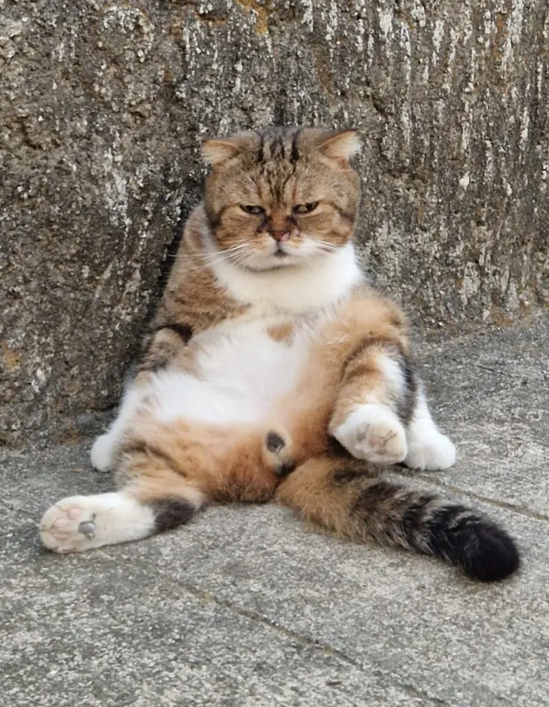 Puy Cat Sitter — Katzenpension, Oberägeri, Zug. Foto 3