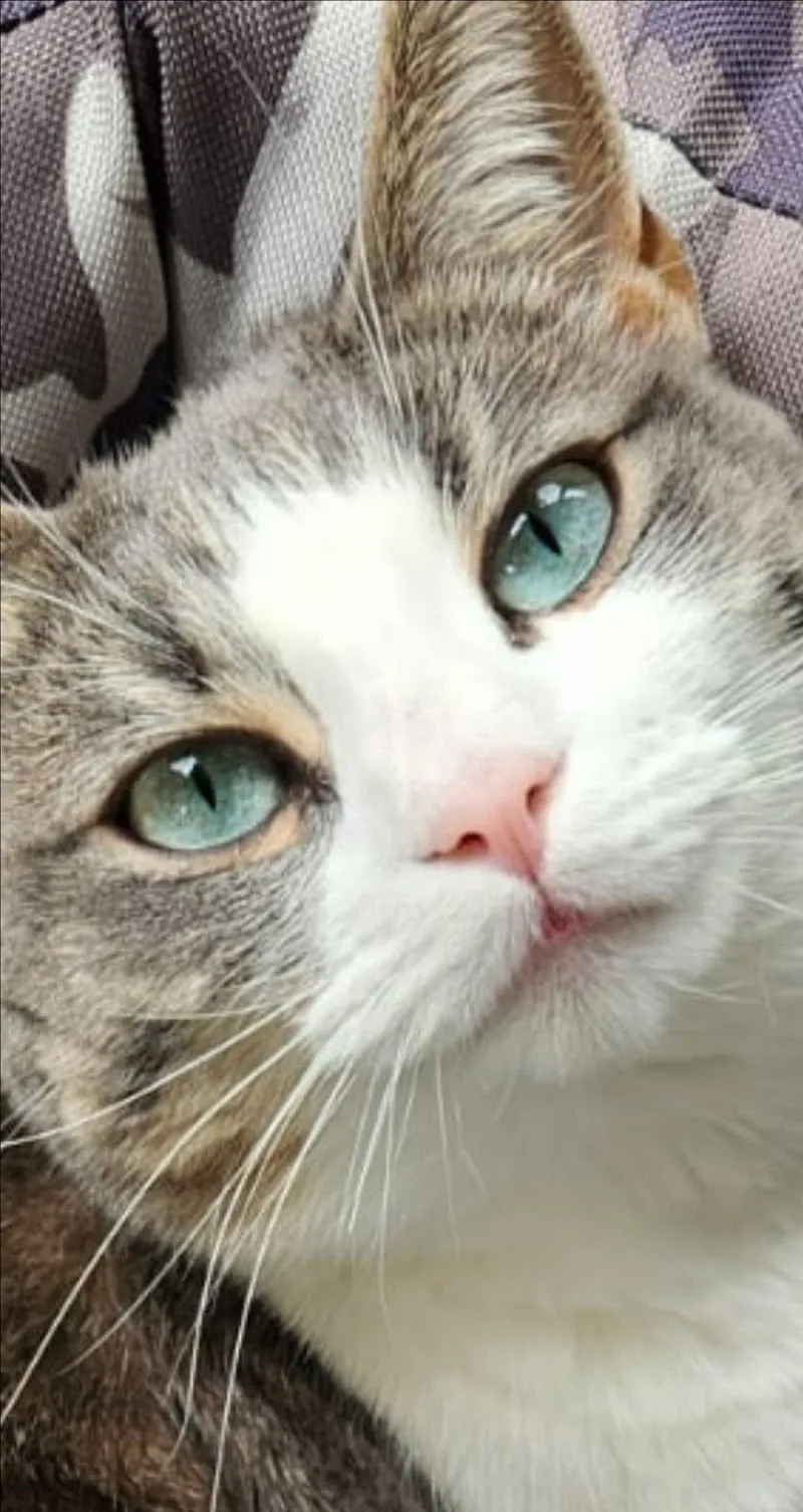 SENSE OF JOY Katzenbetreuung Haustierbetreuung Ferienbetreuung im vertrauten Zuhause — Katzenpension, Winkel, Zürich. Foto 2