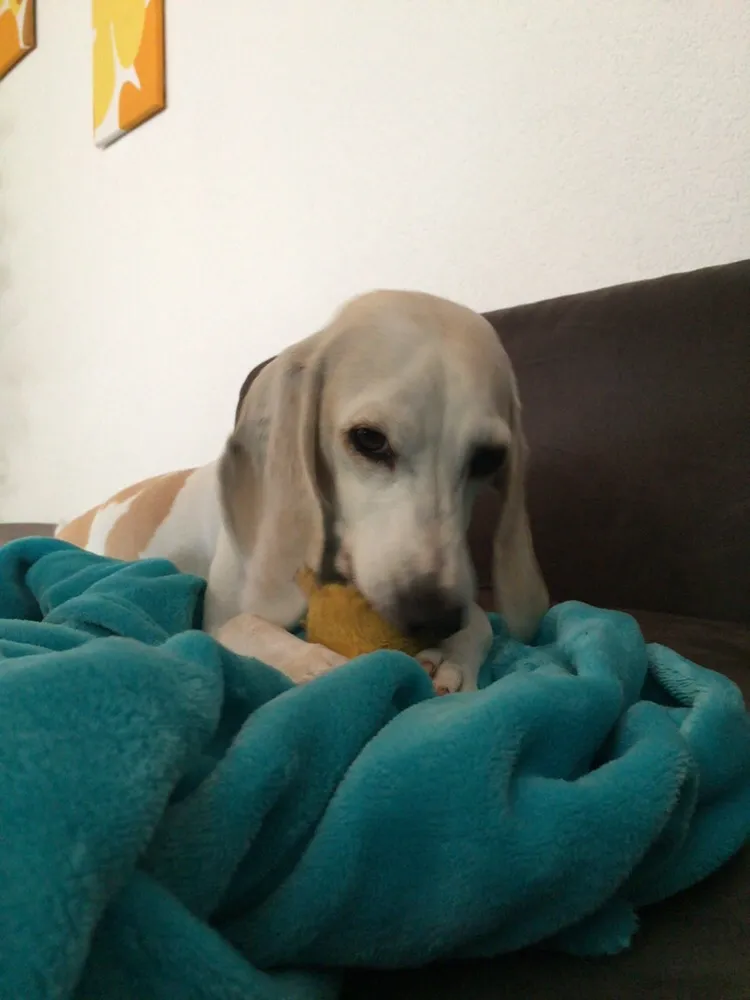 SENSE OF JOY Katzenbetreuung Haustierbetreuung Ferienbetreuung im vertrauten Zuhause — Katzenpension, Winkel, Zürich. Foto 3