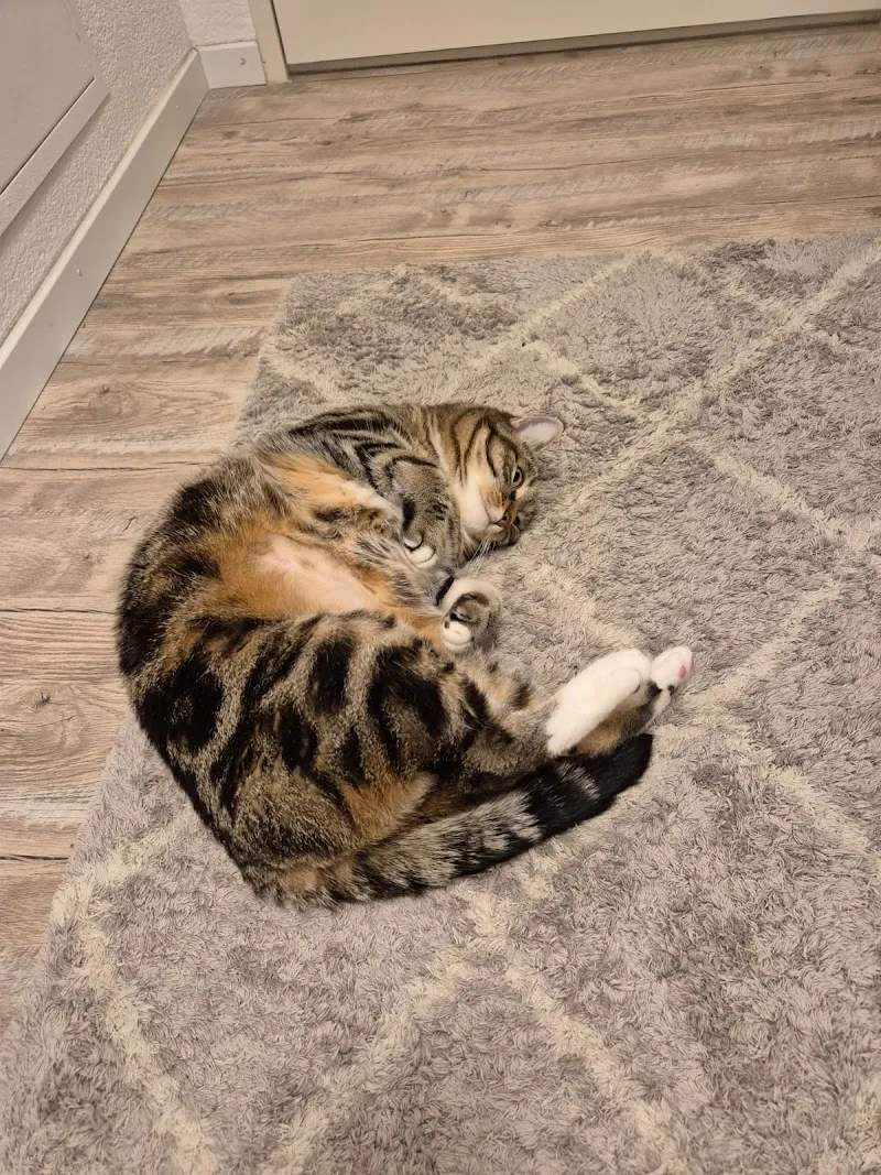 Samtpfotenbetreuung Precious Paws — Katzenpension in Cham, Zug. Bewertung 5.0/5.