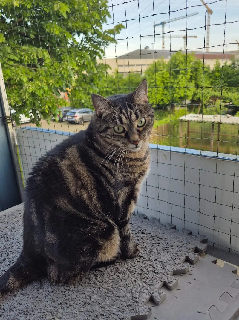 Samtpfotenbetreuung Precious Paws — Katzenpension, Cham, Zug. Foto 2