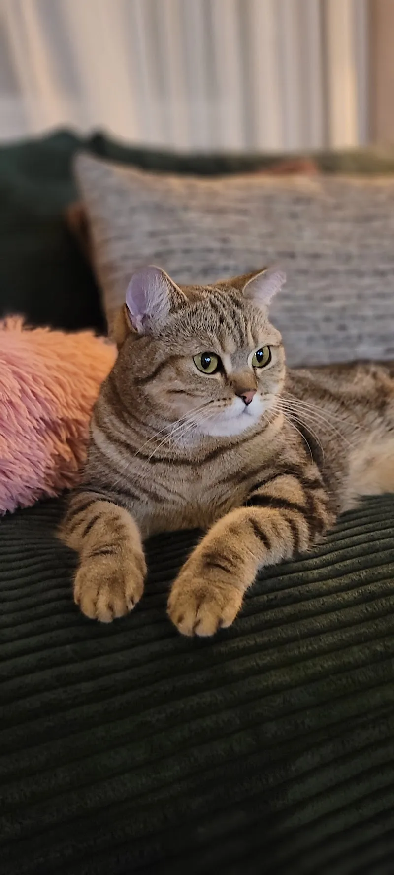 Samtpfotenbetreuung Precious Paws — Katzenpension, Cham, Zug. Foto 3