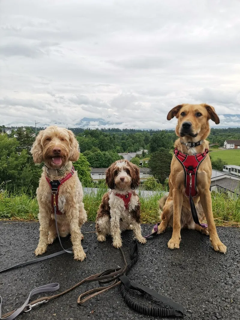 Sarah's Fellfreunde — Katzenpension in Rüti, Zürich. Bewertung 5.0/5.