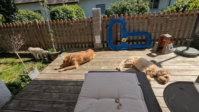 Sarah's Fellfreunde — Katzenpension, Rüti, Zürich. Foto 2