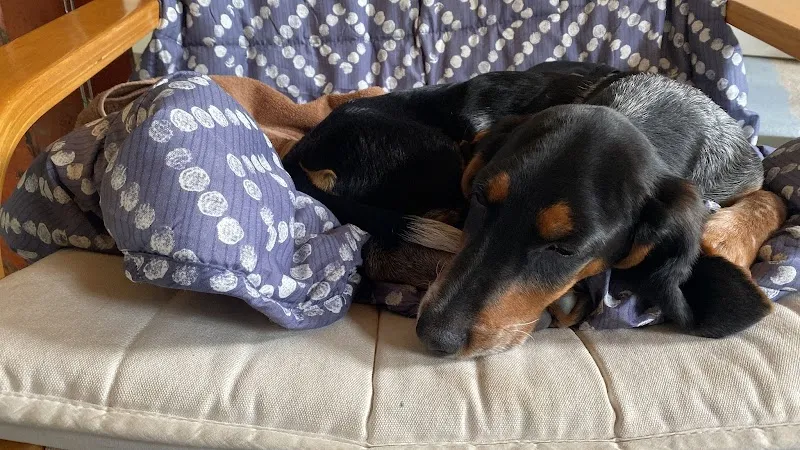 Schnäuzli-Revier GmbH — Katzenpension in Au ZH, Zürich. Bewertung 4.6/5.