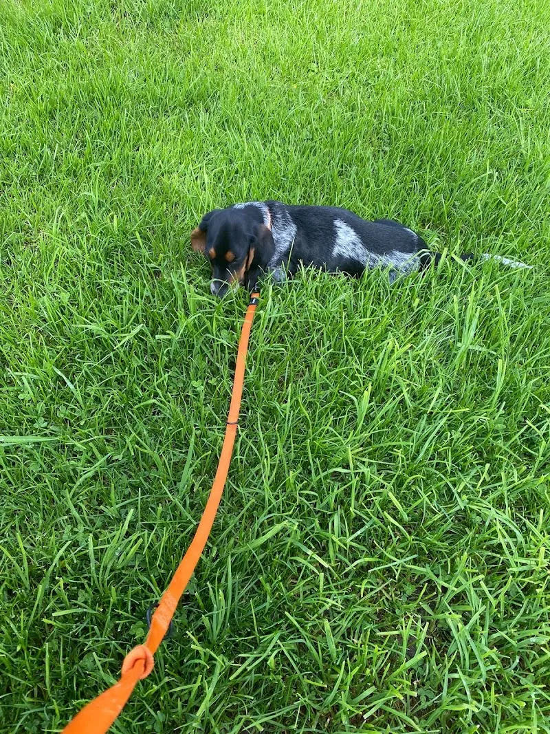 Schnäuzli-Revier GmbH — Katzenpension, Au ZH, Zürich. Foto 2