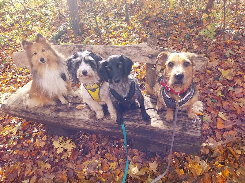 Nadine Zitzer Pfotenteam — Pension pour chats, Riehen, Bâle-Ville. Foto 3