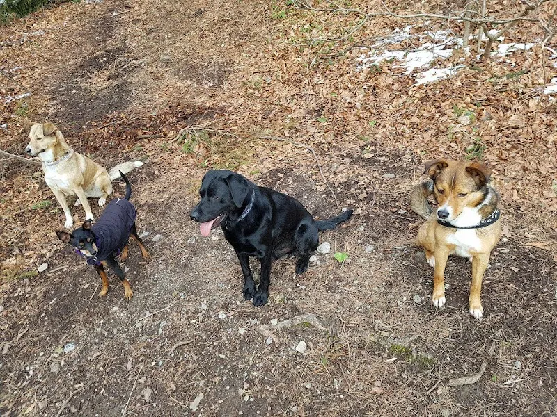 TierbeTreuung-Haussitting Sunny Soul — Katzenpension in Au ZH, Zürich. 