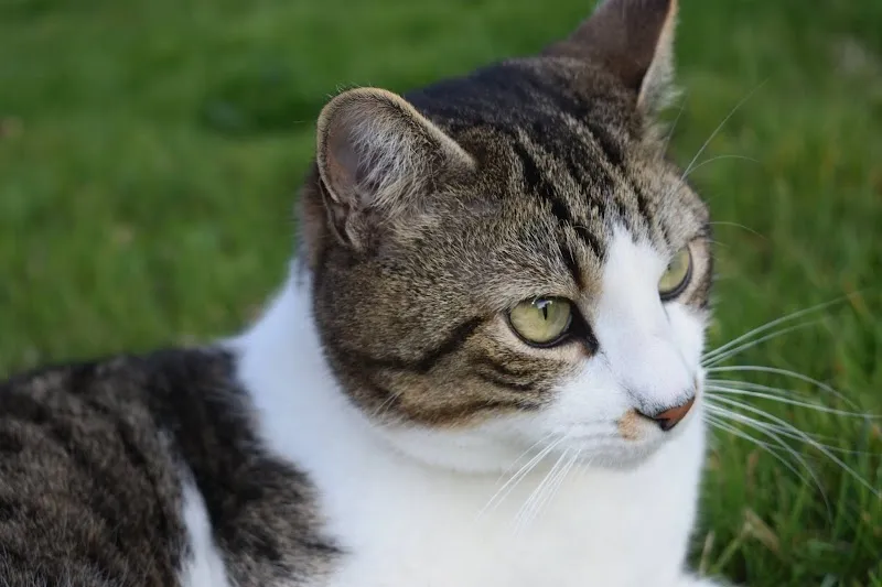 TierbeTreuung-Haussitting Sunny Soul — Katzenpension, Au ZH, Zürich. Foto 2