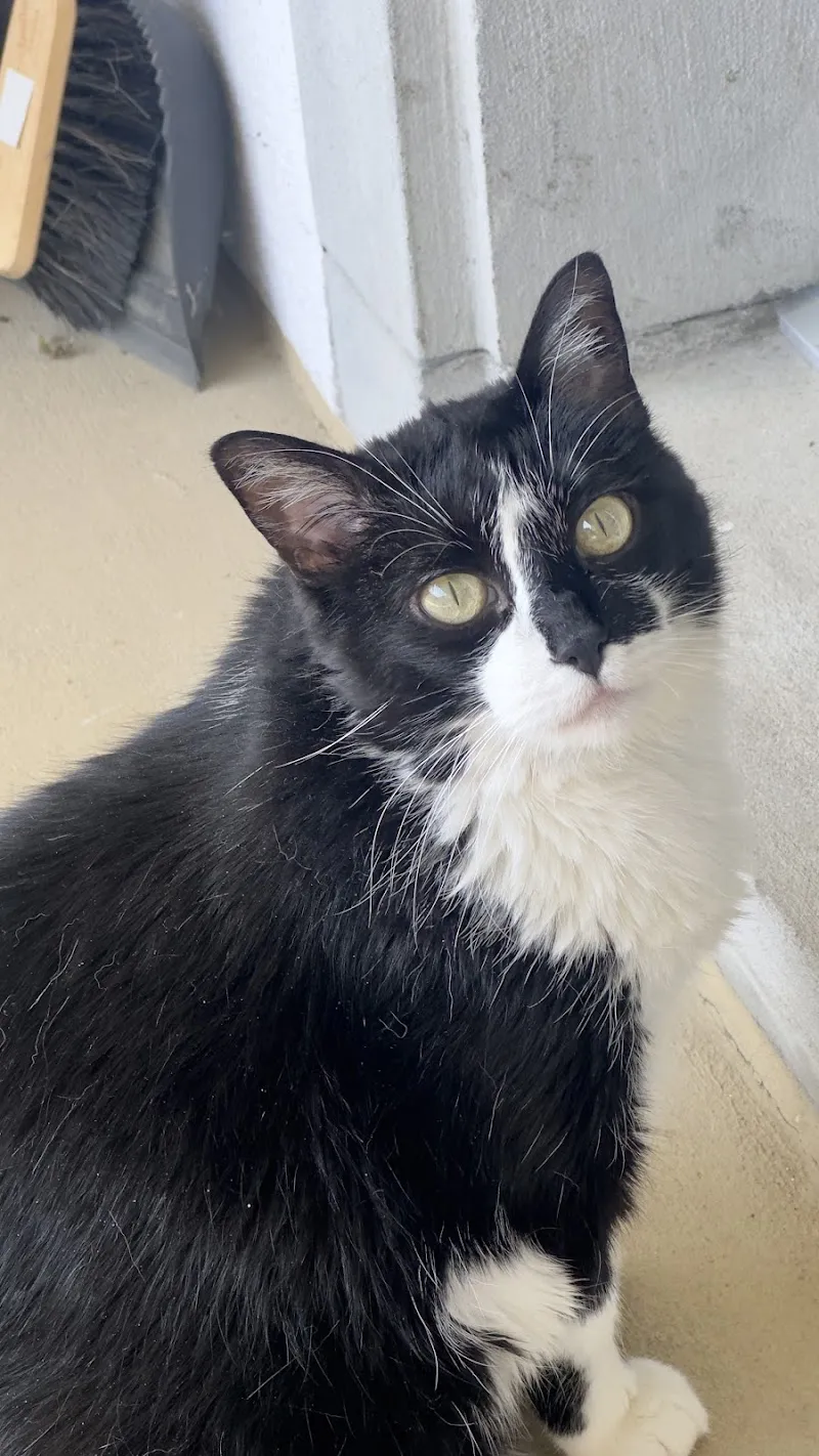 Tierbetreuung Zürcher Unterland — Katzenpension in Windlach, Zürich. Bewertung 5.0/5.