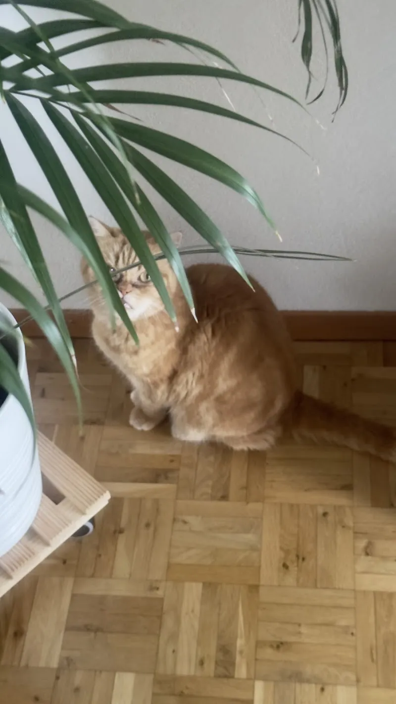 Tierbetreuung Zürcher Unterland — Katzenpension, Windlach, Zürich. Foto 2