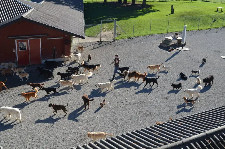 Tierferienheim Gredig — Katzenpension in Au ZH, Zürich. Bewertung 4.8/5.