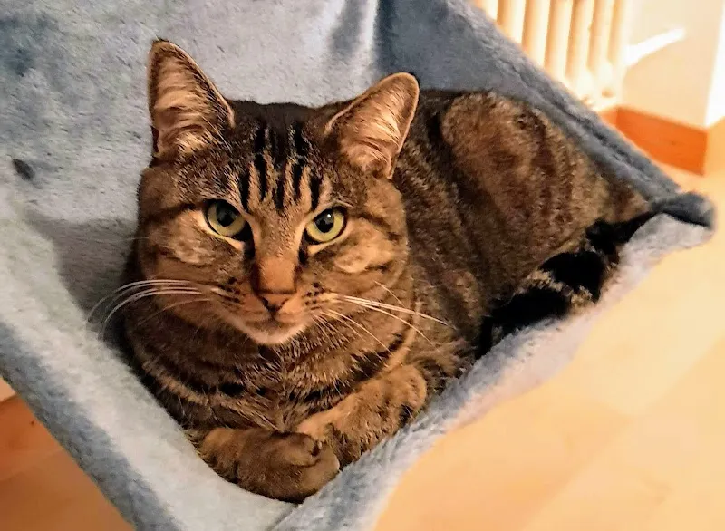 Tierferienheim Gredig — Pension pour chats, Au ZH, Zurich. Foto 2