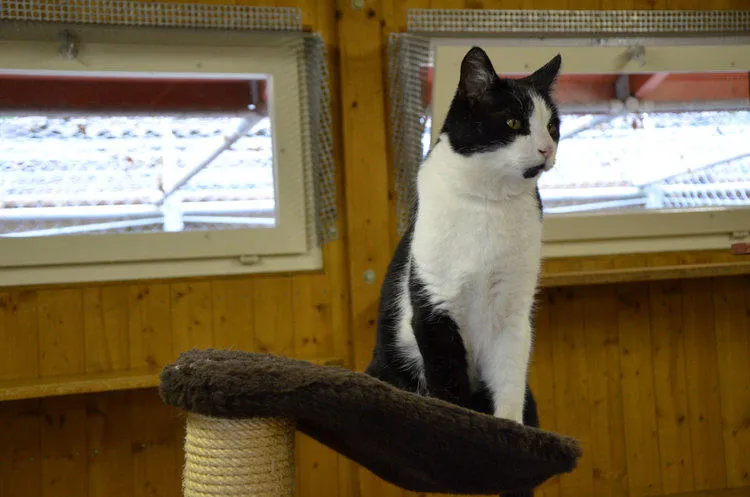 Tierferienheim Gredig — Pension pour chats, Au ZH, Zurich. Foto 3