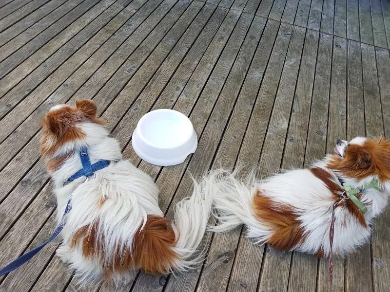 Tierheim Surber & Tierpension — Katzenpension in Zürich, Zürich. Bewertung 4.2/5.