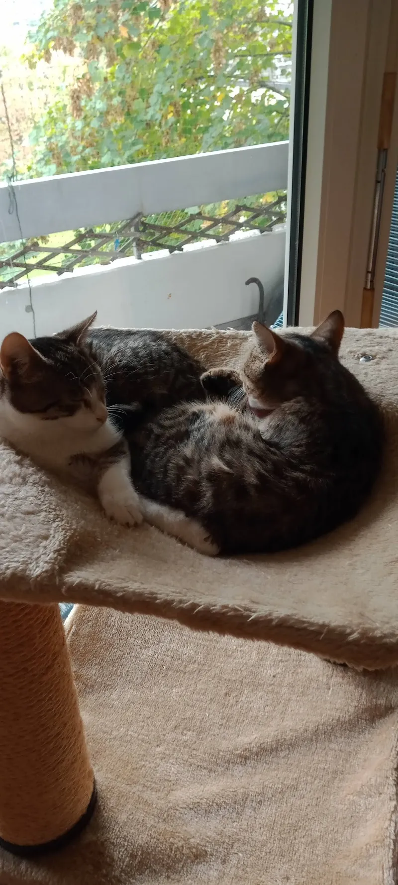 Tierheim Surber & Tierpension — Pensione per gatti, Zürich, Zurigo. Foto 2