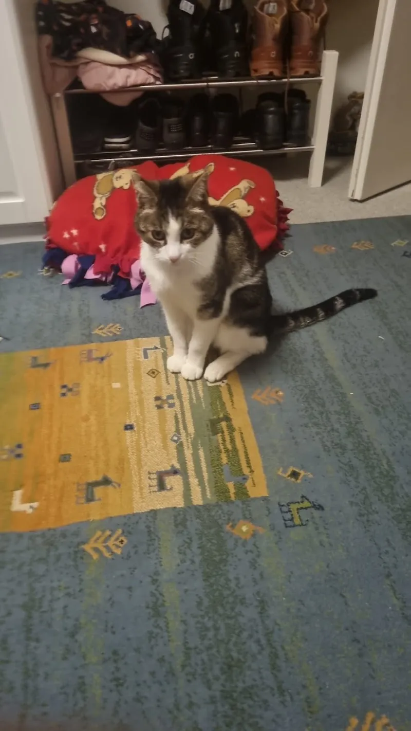 Tierheim Surber & Tierpension — Pensione per gatti, Zürich, Zurigo. Foto 3