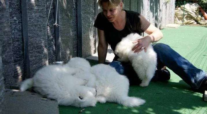 Tierli-Nanny — Katzenpension in Winterthur, Zürich. Bewertung 4.5/5.