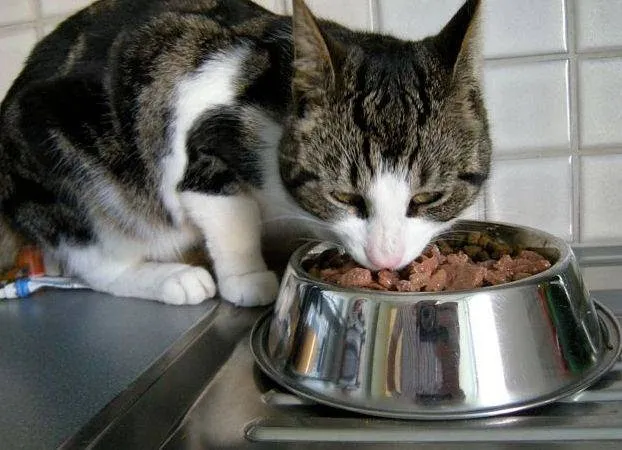 Tierli-Nanny — Pension pour chats, Winterthur, Zurich. Foto 3