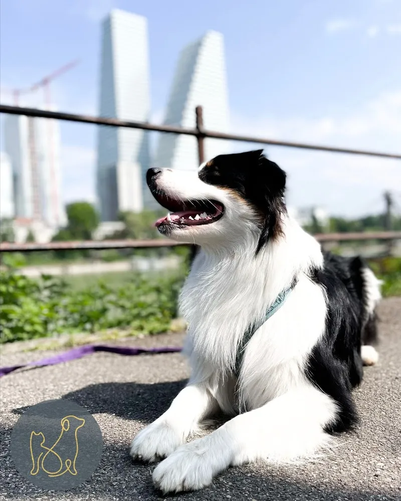 Paw & Property — Pension pour chats, Basel, Bâle-Ville. Foto 2