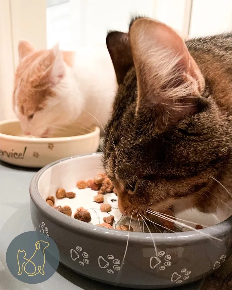 Paw & Property — Pension pour chats, Basel, Bâle-Ville. Foto 3