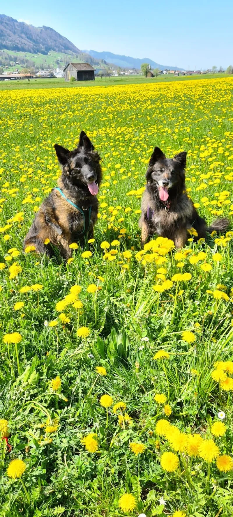 Tiernah — Katzenpension in Wollerau, Schwyz. Bewertung 5.0/5.