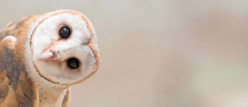 Tiernah — Pension pour chats, Wollerau, Schwyz. Foto 3