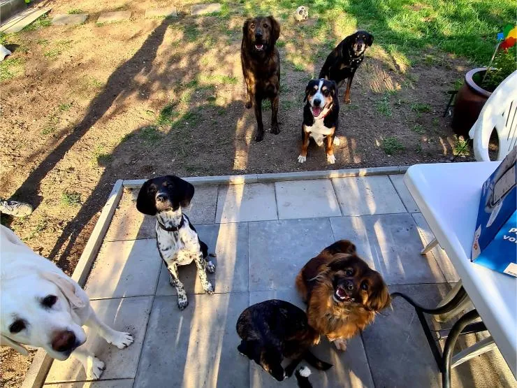 Tierpension Alte Rose — Katzenpension in Stallikon, Zürich. Bewertung 5.0/5.