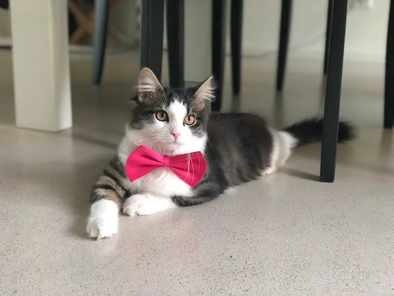 Tiersitting "La Dolce Vita" — Katzenpension in Schlieren, Zürich. Bewertung 5.0/5.