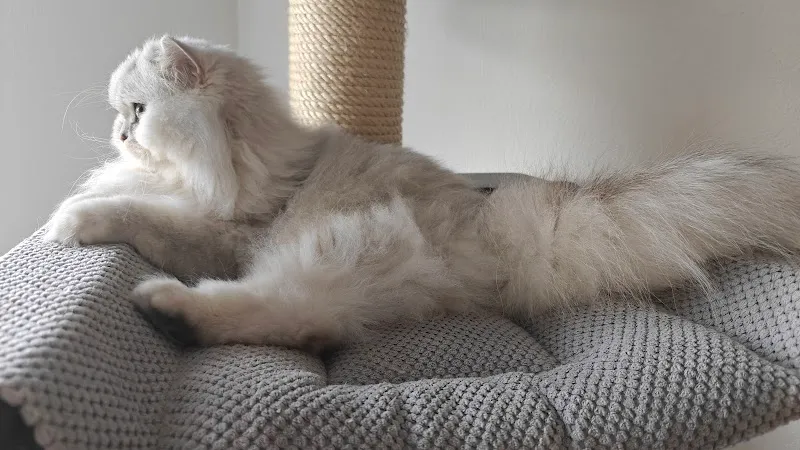 Tiersitting "La Dolce Vita" — Katzenpension, Schlieren, Zürich. Foto 2