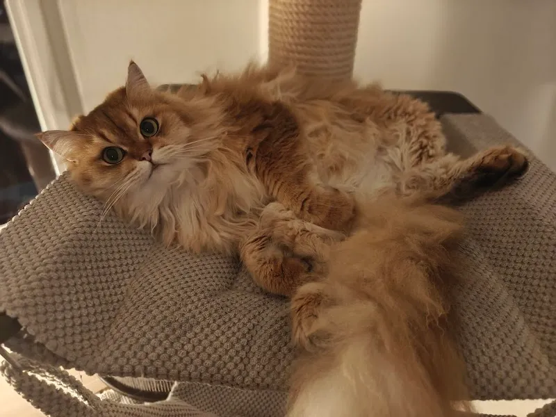 Tiersitting "La Dolce Vita" — Katzenpension, Schlieren, Zürich. Foto 3