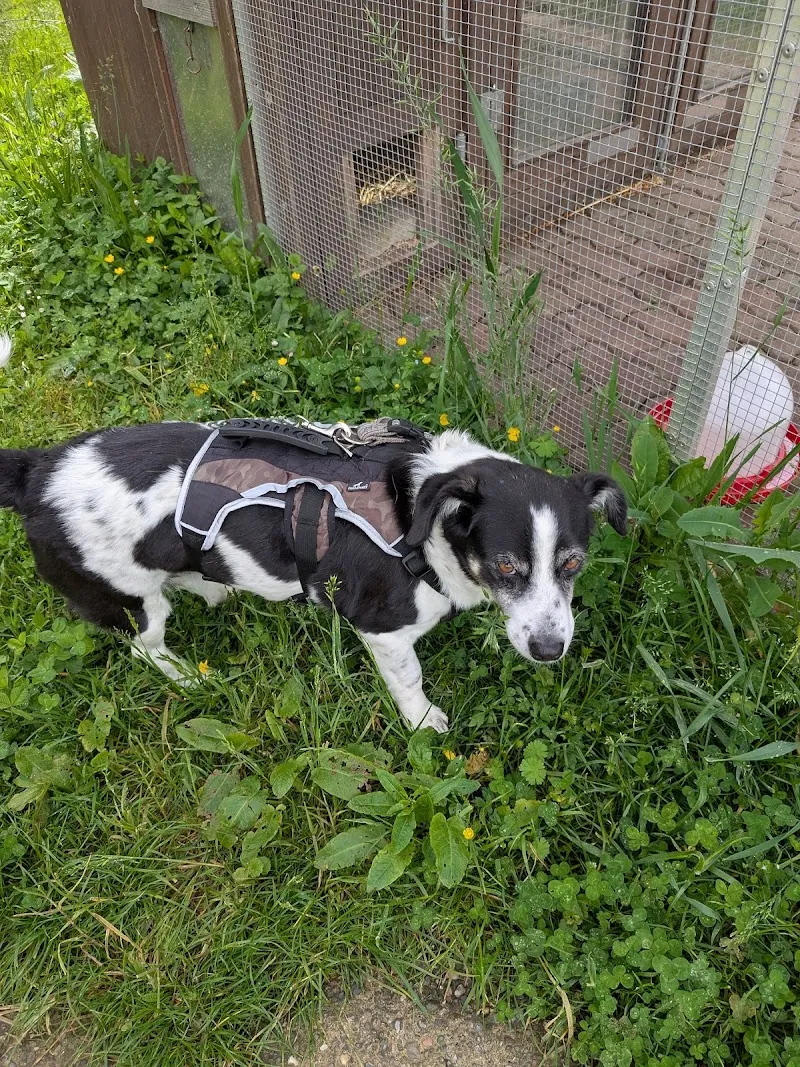 Tierwaisenhaus "Stiftung Tierambulanz" Oberglatt — Tierdienst, Oberglatt, Zürich. Foto 2