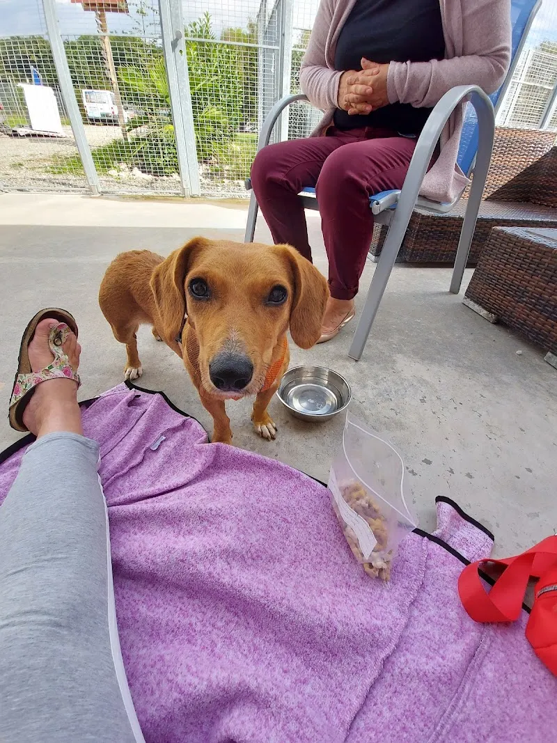 Tierwaisenhaus "Stiftung Tierambulanz" Oberglatt — Tierdienst, Oberglatt, Zürich. Foto 3