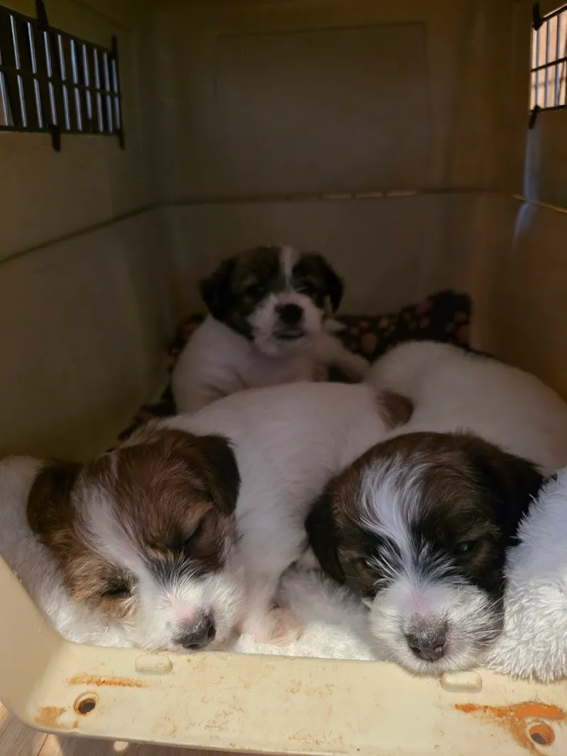 Tribis GmbH — Katzenpension in Bubikon, Zürich. Bewertung 4.7/5.