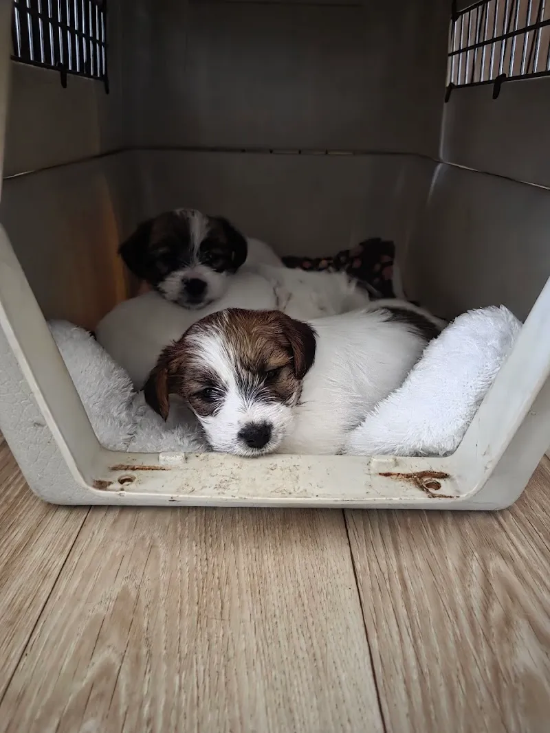 Tribis GmbH — Pension pour chats, Bubikon, Zurich. Foto 2