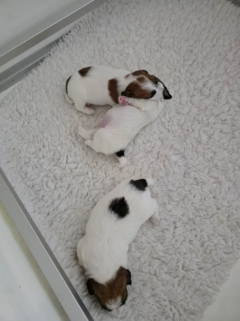 Tribis GmbH — Pension pour chats, Bubikon, Zurich. Foto 3